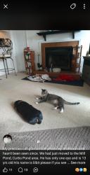 Reunited Male Cat last seen Springtime lane, Mooresville, NC 28115