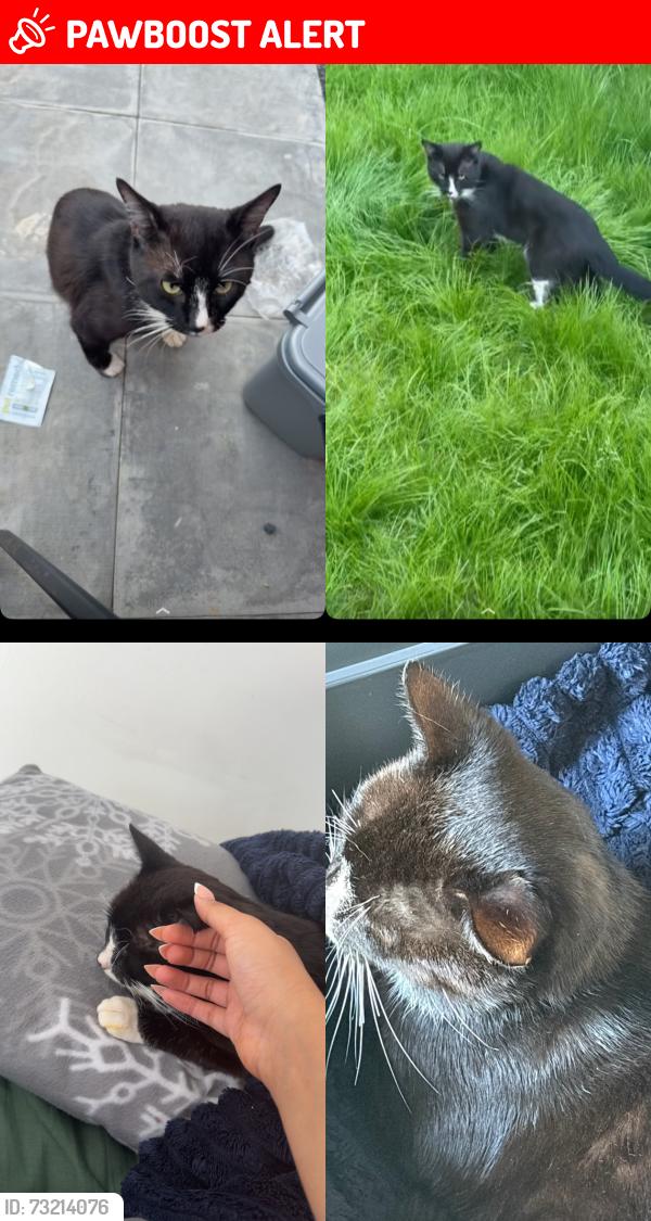 Lost Male Cat last seen Hadley telford, Hadley, England TF1 5LJ