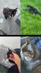 Lost Male Cat last seen Hadley telford, Hadley, England TF1 5LJ