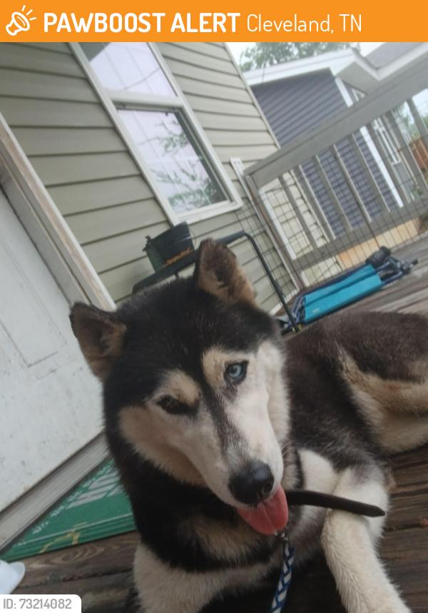 Found/Stray Female Dog last seen King Edward Avenue Cleveland Tn, Cleveland, TN 37311