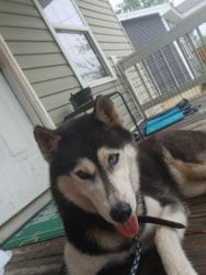 Found/Stray Female Dog last seen King Edward Avenue Cleveland Tn, Cleveland, TN 37311