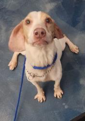 Shelter Stray Male Dog last seen 14 Mile Road, TROY, MI, 48085, 1200 N Telegraph Building 42E, Pontiac, MI 48340, USA