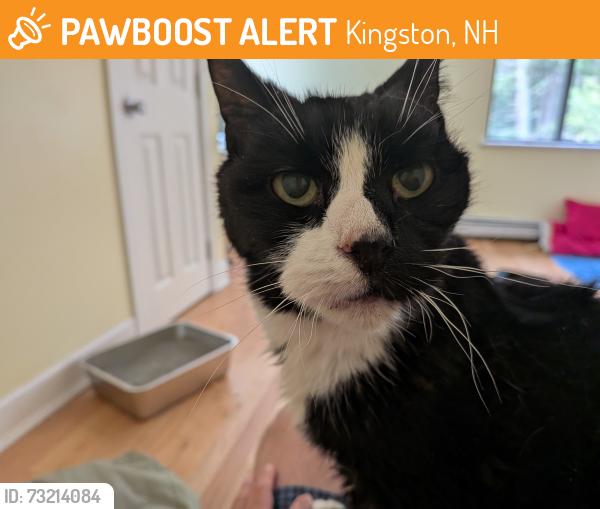 Found/Stray Unknown Cat last seen Woodland Drive, Kingston, NH 03848
