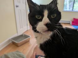 Found/Stray Unknown Cat last seen Woodland Drive, Kingston, NH 03848