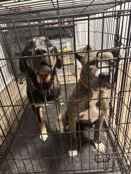 Found/Stray Female Dog last seen North Main Street, San Angelo, TX 76903