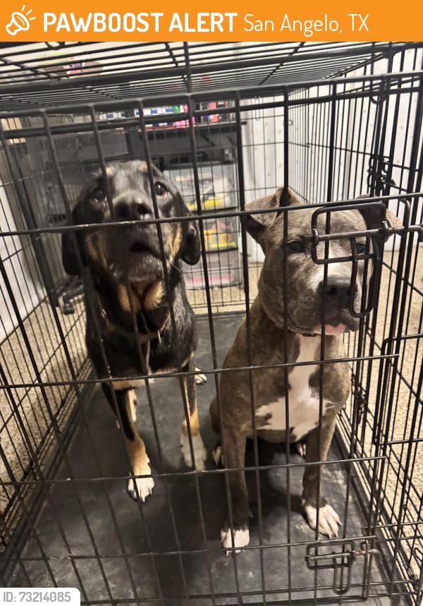 Found/Stray Female Dog last seen North Main Street, San Angelo, TX 76903