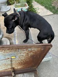 Found/Stray Female Dog last seen Freemansburg pa, Freemansburg, PA 18017