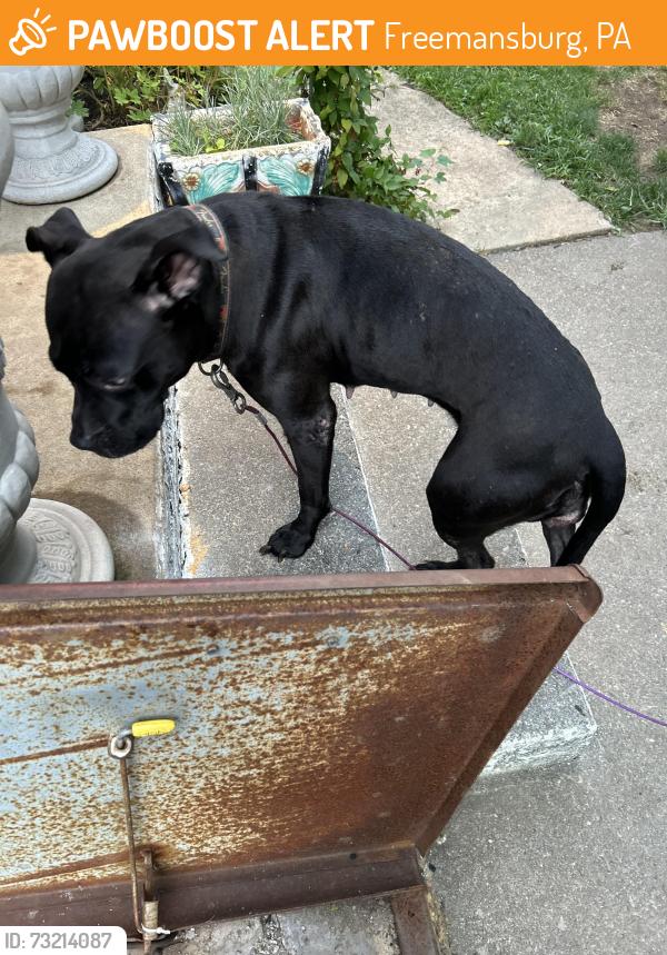 Found/Stray Female Dog last seen Freemansburg pa, Freemansburg, PA 18017