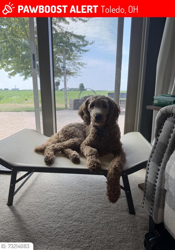 Lost Male Dog last seen Seaman and Wheeling, Toledo, OH 43605
