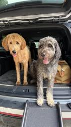 Reunited Male Dog last seen Tucker, GA 30345, USA, Atlanta, GA 30345
