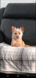 Reunited Female Dog last seen Near kirby ward lane, Hudson, NC 28638