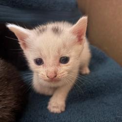 Shelter Stray Male Cat last seen , 1211 Old Graves Mill Rd, Lynchburg, VA 24502, USA