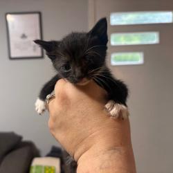 Shelter Stray Female Cat last seen , 1211 Old Graves Mill Rd, Lynchburg, VA 24502, USA