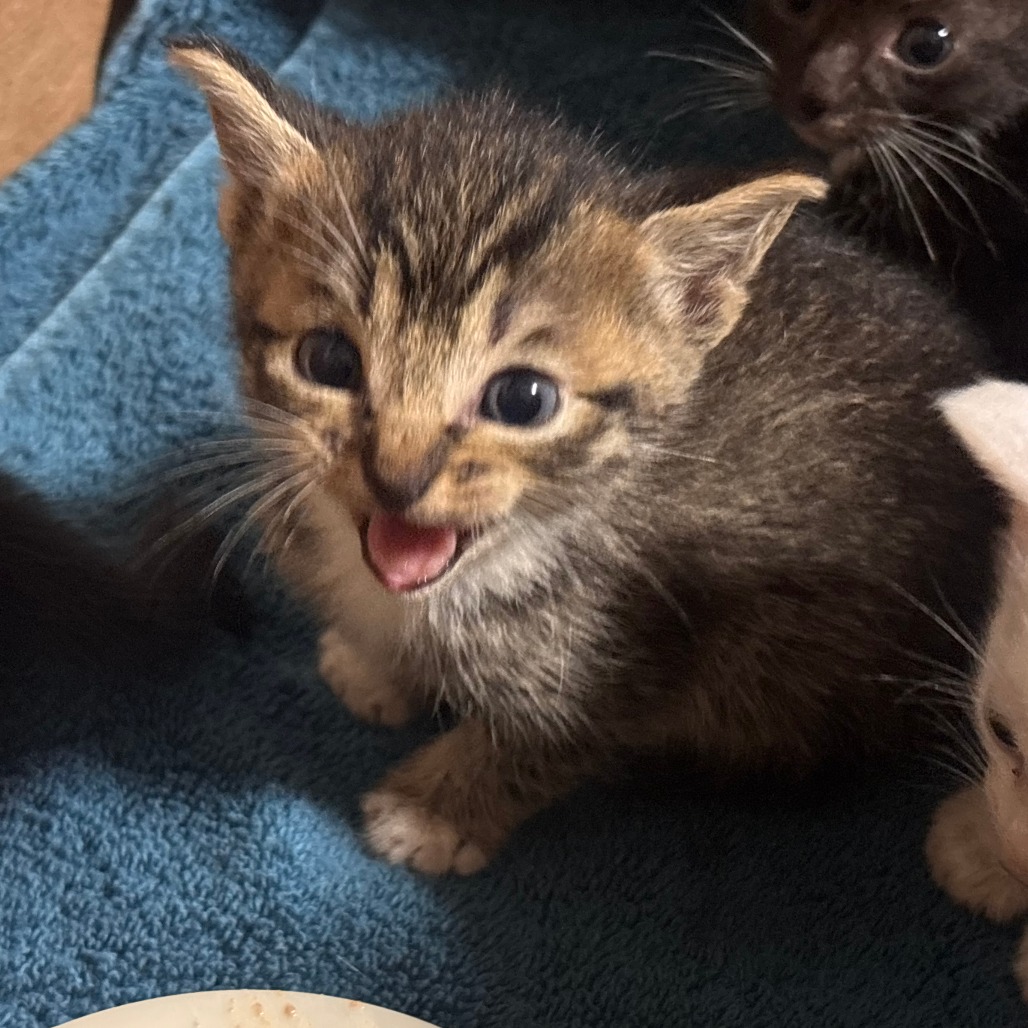 Shelter Stray Female Cat last seen , 1211 Old Graves Mill Rd, Lynchburg, VA 24502, USA