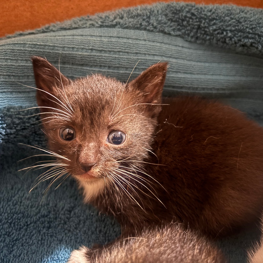 Shelter Stray Female Cat last seen , 1211 Old Graves Mill Rd, Lynchburg, VA 24502, USA
