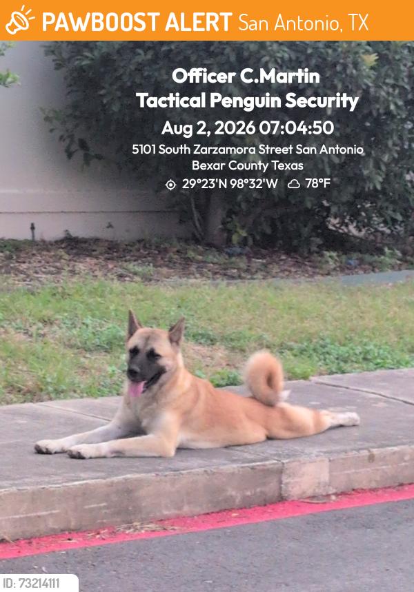 Found/Stray Male Dog last seen Across street from El valley fruiteria, centennial and Zarazomra, San Antonio, TX 78211