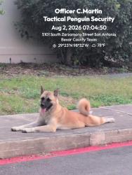Found/Stray Male Dog last seen Across street from El valley fruiteria, centennial and Zarazomra, San Antonio, TX 78211