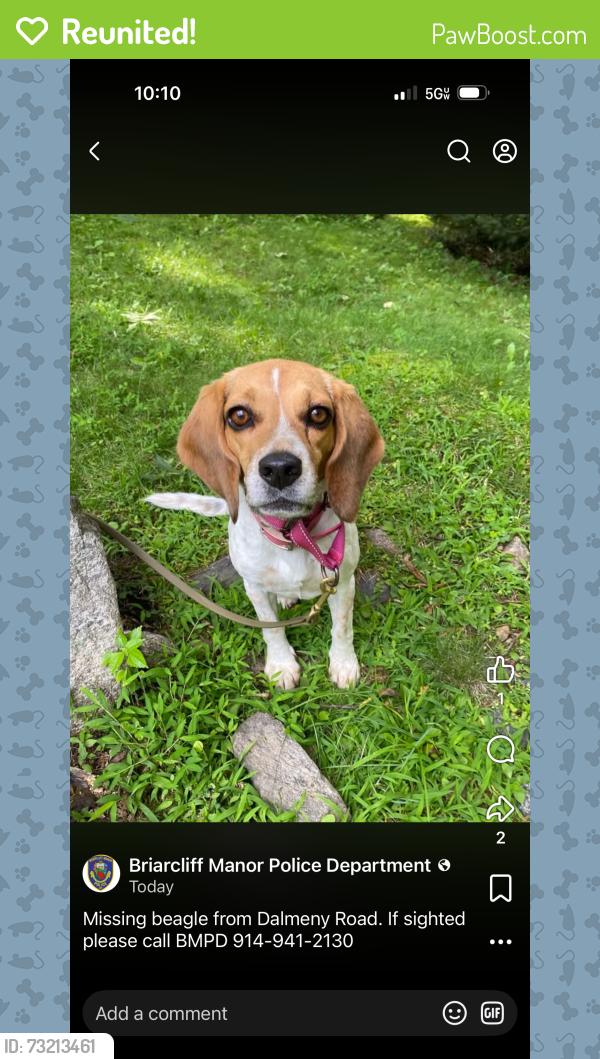 Reunited Female Dog last seen At hse, Briarcliff Manor, NY 10510