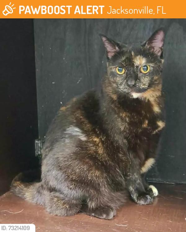 Found/Stray Female Cat last seen Spinnaker reach apts, near building #1, Jacksonville, FL 32250