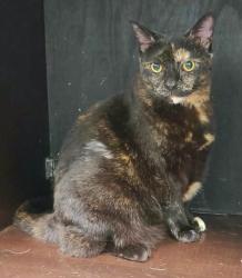 Found/Stray Female Cat last seen Spinnaker reach apts, near building #1, Jacksonville, FL 32250