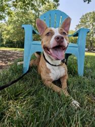 Shelter Stray Female Dog last seen CHARLOTTE, 8315 Byrum Dr, Charlotte, NC 28217, USA