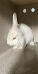 Shelter Stray Female Other last seen , 4275 Elton St, Baldwin Park, CA 91706, USA