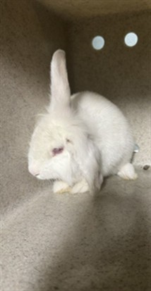 Shelter Stray Female Other last seen , 4275 Elton St, Baldwin Park, CA 91706, USA