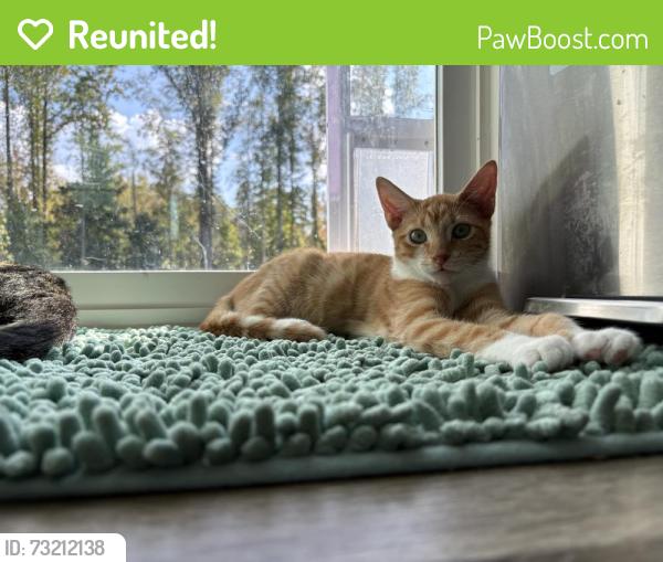 Reunited Male Cat last seen Subdivision off of Crystal Springsu, Fayetteville, NC 28306