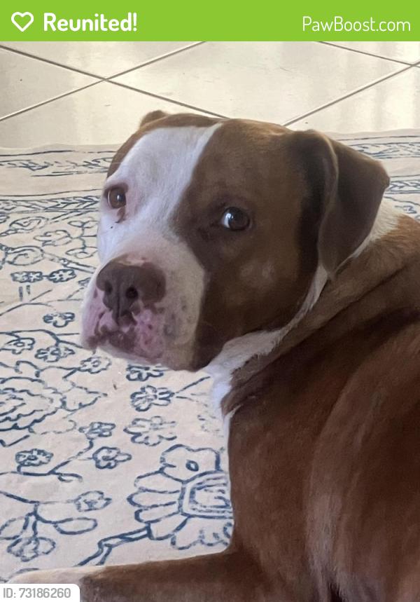Reunited Male Dog last seen Mohawk Way/Seminole Dr, Satellite Beach, FL 32937