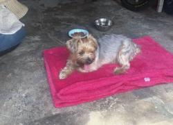 Reunited Male Dog last seen Woodfield rd West Hempstead, West Hempstead, NY 11552