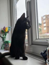 Reunited Female Cat last seen Cottenham road, South Yorkshire, England S65 1NU
