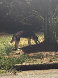 Found/Stray Female Dog last seen Stoneleigh Ct, Stoneleigh Way, Stone Mountain, GA 30088
