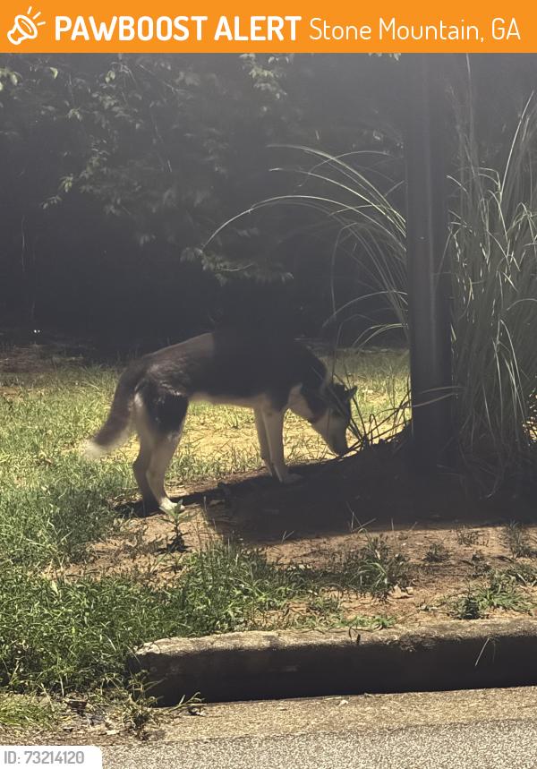 Found/Stray Female Dog last seen Stoneleigh Ct, Stoneleigh Way, Stone Mountain, GA 30088