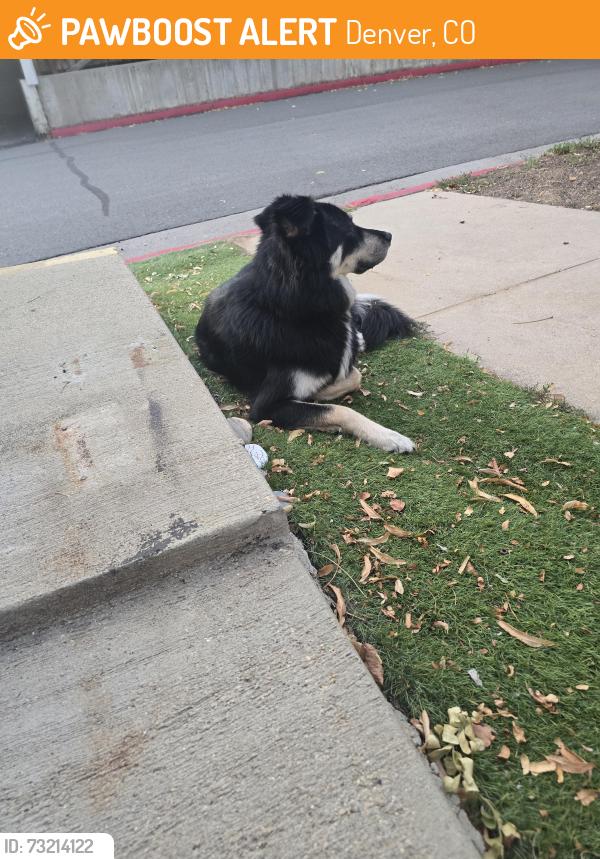 Found/Stray Unknown Dog last seen Harlan and Hampton, Denver, CO 80235