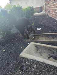 Found/Stray Female Cat last seen Brice Grove Park apmts, Columbus, OH 43110