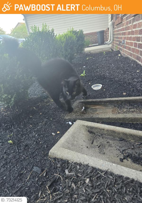 Found/Stray Female Cat last seen Brice Grove Park apmts, Columbus, OH 43110