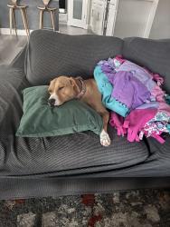 Reunited Female Dog last seen Strahan and borderland, El Paso, TX 79932