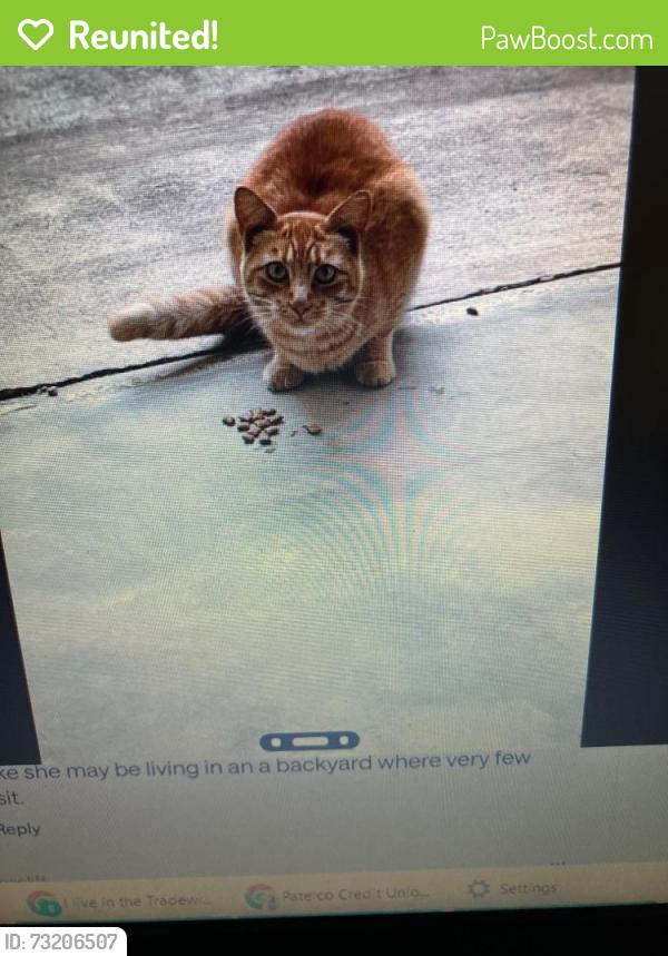 Reunited Unknown Cat last seen Jade Street - Tradewinds Mobile Park, Capitola, CA 95010