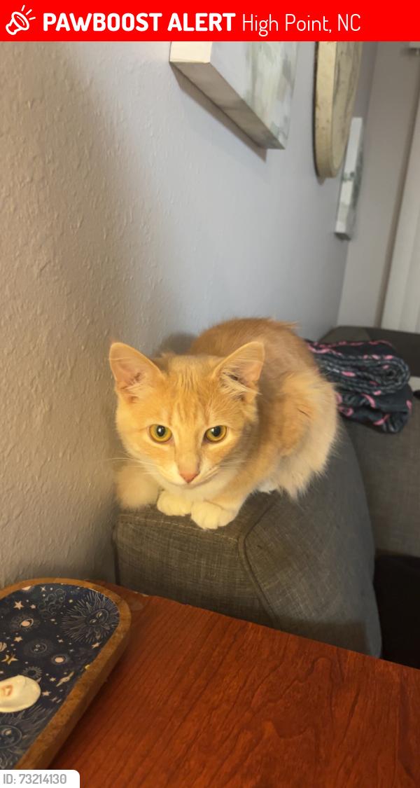 Lost Male Cat last seen Flint Ave, High Point, NC 27260