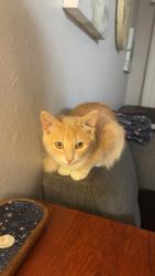 Lost Male Cat last seen Flint Ave, High Point, NC 27260