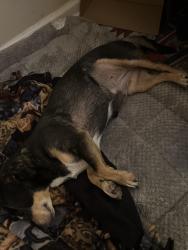 Found/Stray Female Dog last seen Guadalupe and Rural Tempe, Tempe, AZ 85282