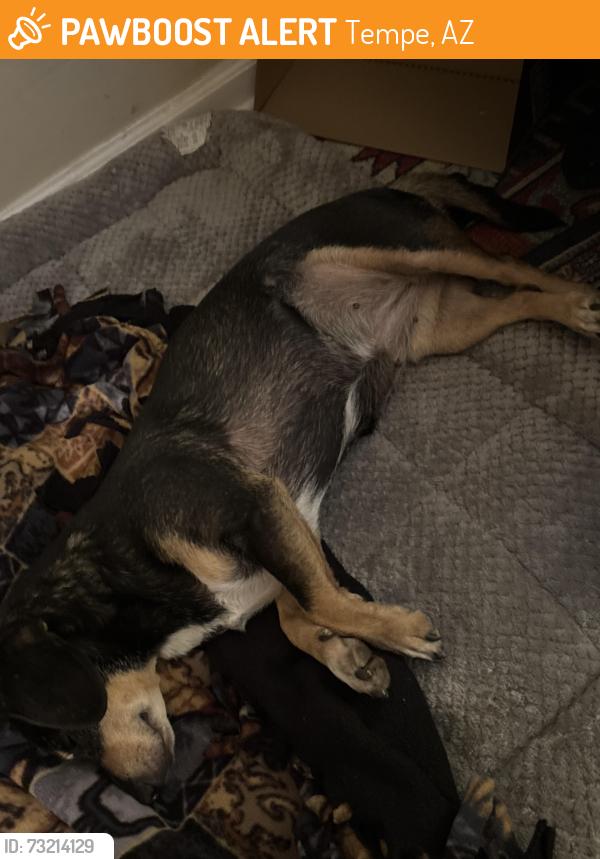 Found/Stray Female Dog last seen Guadalupe and Rural Tempe, Tempe, AZ 85282