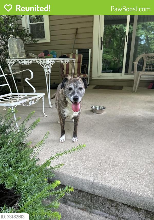 Reunited Female Dog last seen Western Reserve and Southern Blvd, Boardman, OH 44514