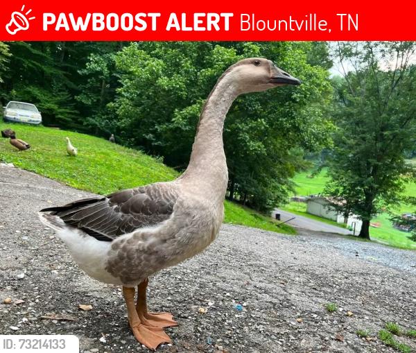 Lost Male Bird last seen Muddy Creek Road, Blountville, TN 37617