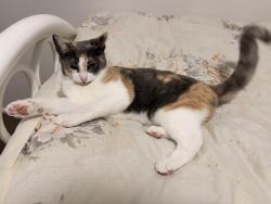 Lost Female Cat last seen Eucalypt Court Corio, Corio, VIC 3214