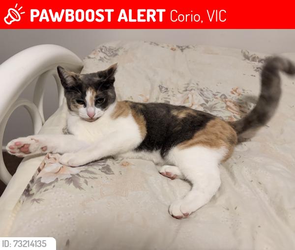 Lost Female Cat last seen Eucalypt Court Corio, Corio, VIC 3214