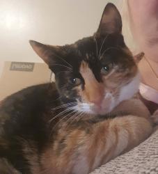 Lost Female Cat last seen Please derwen croesyceiliog, Croesyceiliog, Wales NP44 2EZ
