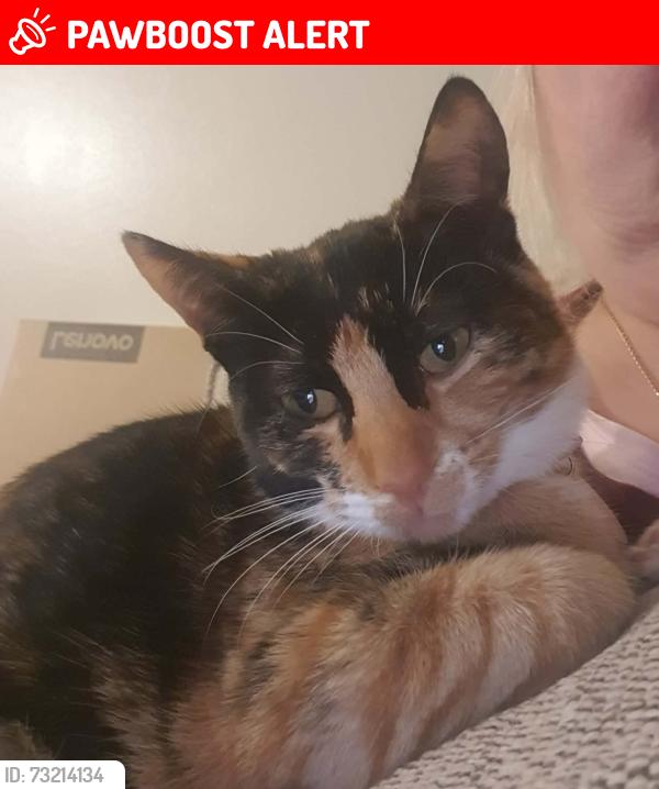 Lost Female Cat last seen Please derwen croesyceiliog, Croesyceiliog, Wales NP44 2EZ