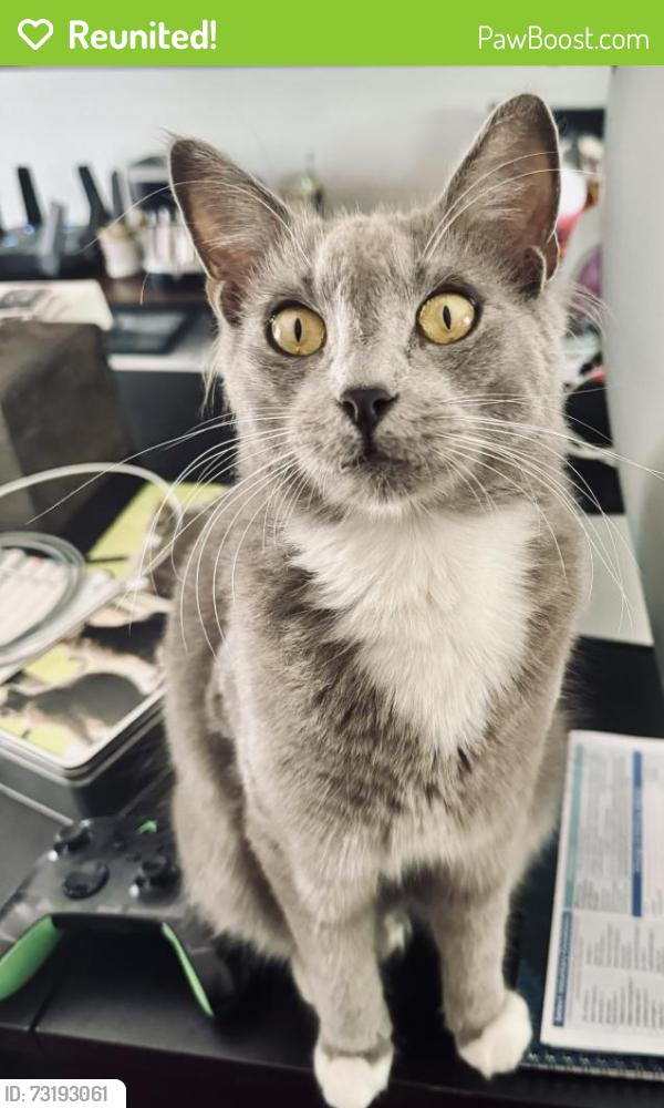 Reunited Male Cat last seen Near intersection of Kingsbridge & Weybridge, also seen on Stockbridge, Tampa, FL 33626