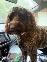 Reunited Male Dog last seen Ox bottom road, Tallahassee, FL 32312